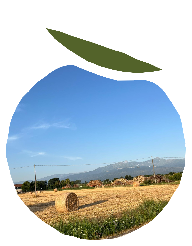agricoltura